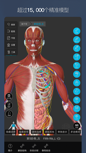 维萨里3D解剖